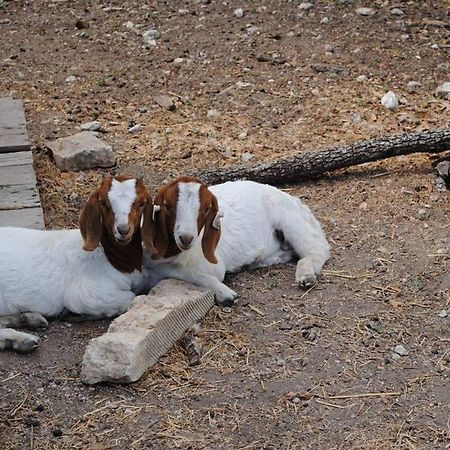 Last Outpost Bandera Ranch House Εξωτερικό φωτογραφία