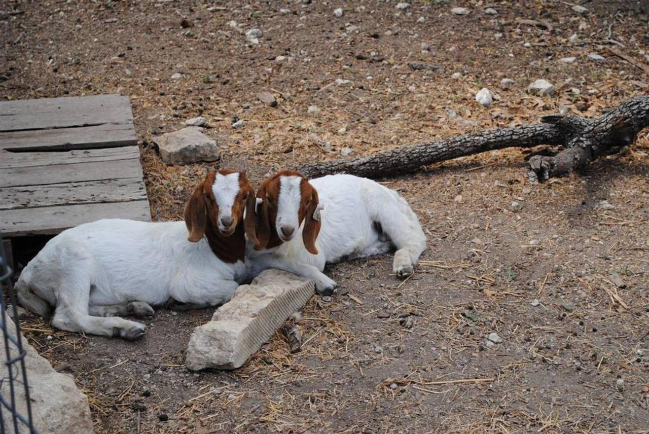 Last Outpost Bandera Ranch House Εξωτερικό φωτογραφία